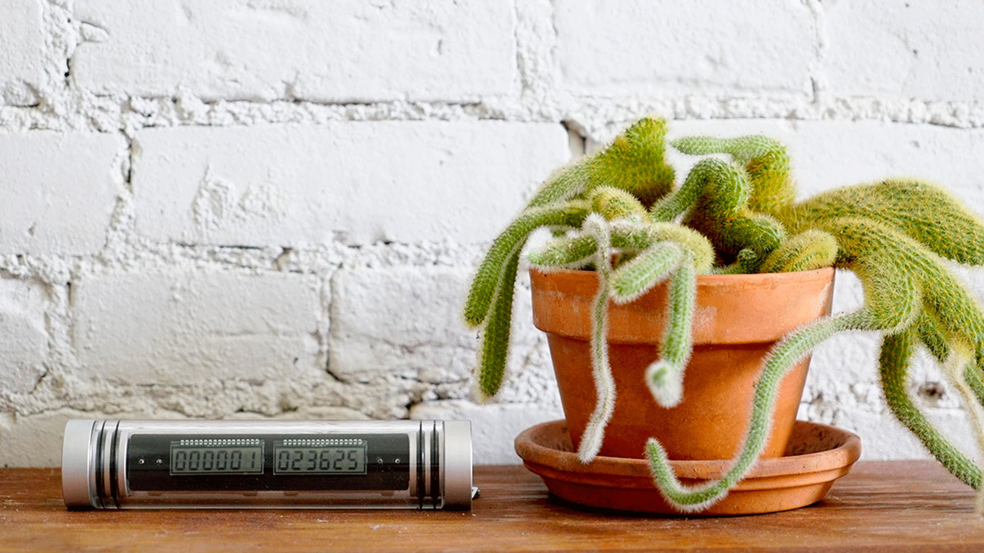 Time Since Launch con una planta a su lado